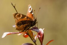 compIMG_0733.jpg