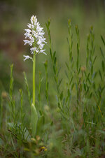Helm-Knabenkraut+(Orchis+militaris)_Q22A1303.jpg