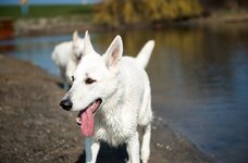 HundMalmöZunge.JPG