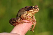 Grasfrosch 03.jpg