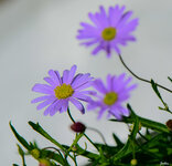 DSC_5094.jpg