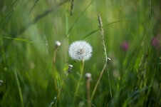 IMG_1179.jpg