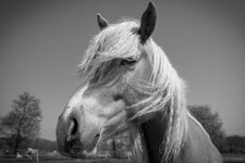 201404191319DDX_3795PictureclownKopie 2_1366_dslr-forum.jpg