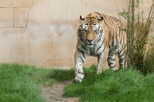 Tiger_small.jpg