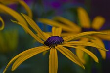 comp_Rudbeckia_Bunt.jpg