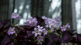 Sigma 2,8-30 - 11.jpg