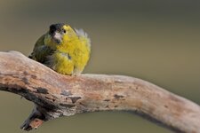 comp_IMG_6418l.jpg