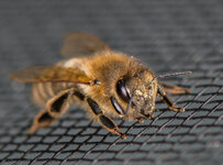 Biene_auf_Fliegengitter-500.jpg