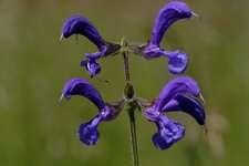 DSC_5301_DxO.jpg