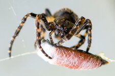 Spinne-beim-einspinnen-ihrer-Beute--20140506-9670.jpg