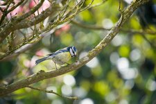 Bird_02_x.jpg