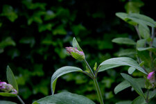 Blüte-klein 2014_05_10_5186.jpg