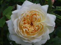 DSC02432.jpg