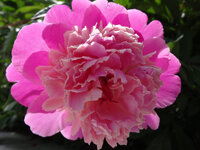 DSC02449.jpg