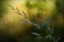 erinnerungen-an-den-herbst-d495268b-47e9-48ca-8c24-6c2c1b57fd0d.jpg