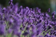 IMG_9760_web2.jpg