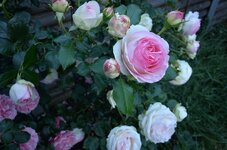 Rosen 20140605_5.jpg