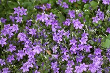 Glockenblumen.jpg