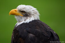 IMG_7291_2_TAMRON_FROM_RAW.jpg
