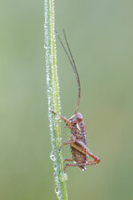 20140518-IMG_2577-b.jpg