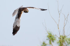 _MG_6023_01.jpg _MG_6023_01.jpg