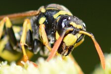 D71_5491_crop100.jpg