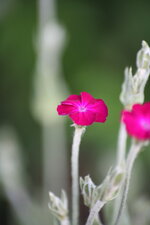 IMG_9771.JPG