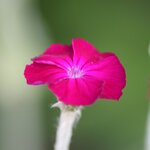 Crop_Blume.JPG