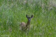 2014-06_01_Hochsitz-10.jpg