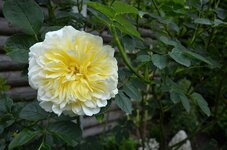 DSC_1475_1.jpg