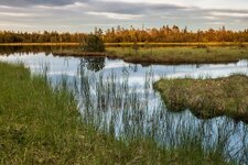 Hochmoor Kaltenbronn (3).jpg