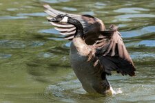 compIMG_0764.jpg