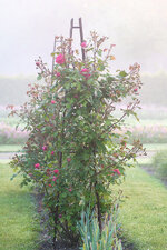 DSCF2684.jpg