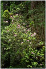 rhododendron (1).jpg