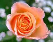 DSCF4174.jpg