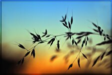 comp_sunrise_grass.jpg