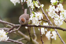 20130427-IMG_5584-b.jpg 20130427-IMG_5584-b.jpg