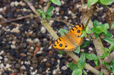 Schmetterling 1.jpg