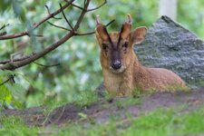 Muntjac_small.jpg