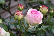 IMGP1155_1.jpg