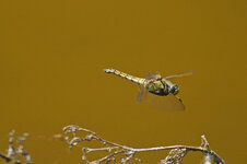 IMG_3210.jpg