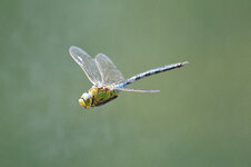 IMG_3309.jpg