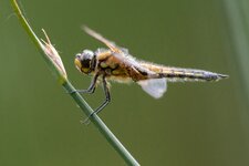 compIMG_3119.jpg