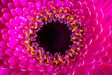 Blume Makro 1Forum.jpg
