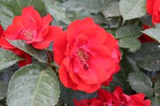 IMG_0620.JPG