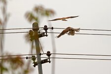 IMG_2336.jpg