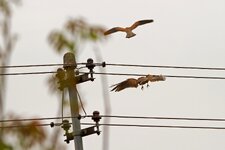 IMG_2337.jpg