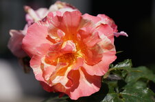 a6000_SEL55210_Rose.JPG