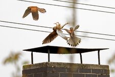 IMG_2414.jpg
