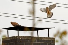 IMG_2420.jpg